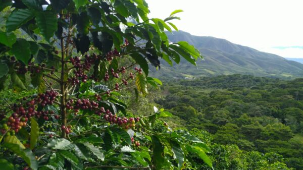 Farma Monte Verde v Peru